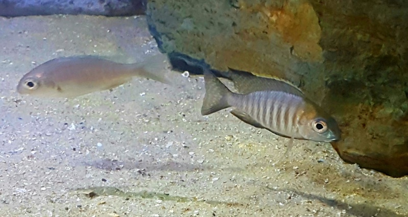 Aulonocara sp. 'chitande type kande' Kande Island